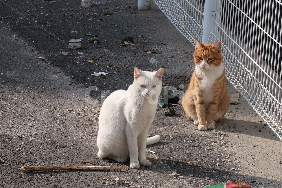 고양이,cat,흰고양이,치즈고양이,길고양이,성인묘,동물,animal,포유류,mammal,고양이,cat,kitten,kitty