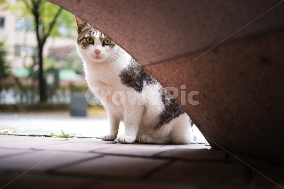 	고양이,길고양이,길냥이,애완동물,반려동물,생명,자연,야생,야생동물,야생고양이,미묘,미냥,cat,kitty,kitten,cute,lovely,adorable,pet,animal,street,streetcat,stray,straycat,wild,wildlife,wildcat,wildanimal,nature,natural,beauty,beautiful,동물,animal,포유류,mammal,고양이,cat,kitten,kitty