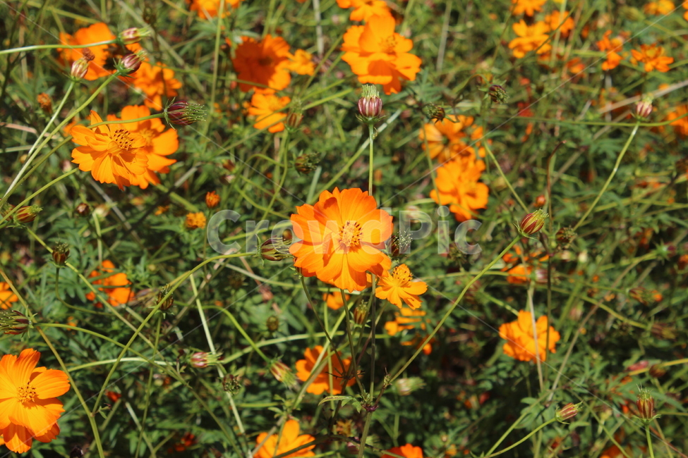 코스모스,황코스모스,노란색,꽃,식물,plant,가을,들꽃,flower,감성