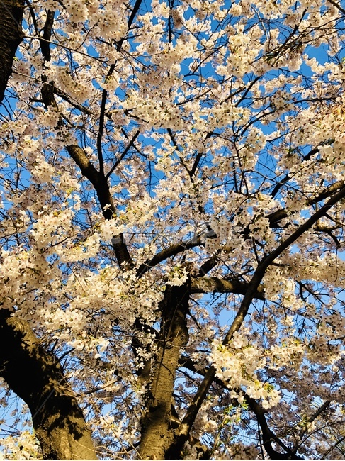 꽃,벚꽃,blossom,flower,plant,식물