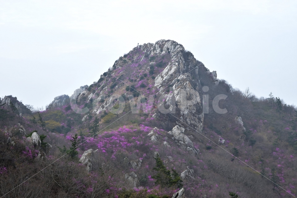 주작산,덕룡산,진달래,풍경,기암,바위,비경,봄풍경,분홍색,진달래꽃,강진,명산,산행,등산,마운틴,자연,풍경,nature,landscape,봄,계절,spring,season,outdoors,옥외,slope,경사