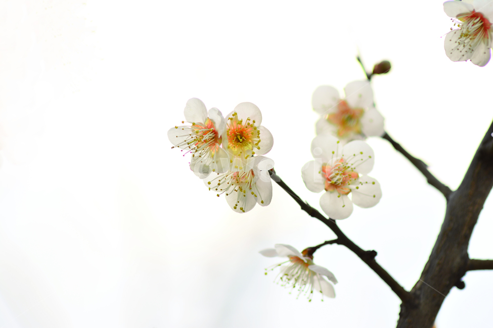 매화,매화꽃,봄꽃,하얀꽃,꽃,사군자,3월,백매화,나무꽃,2월,접사,시즌,계절,spring,flowers,봄,계절,spring,season,식물,자연,plants,nature,꽃,flower,plant
