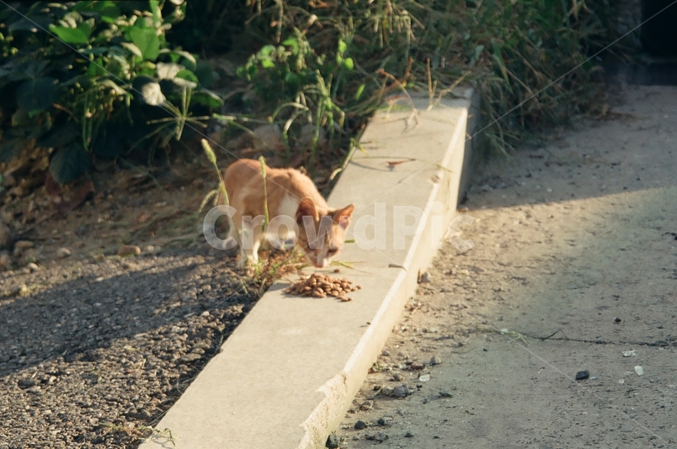 귀여움,야옹,반려동물,cats,mammals,animals,cute,meow,pets,mammal,포유류,cat,고양이,pet,abyssinian,동물,animal,아비시니안,manx,동물,animal,포유류,mammal,고양이,cat,kitten,kitty