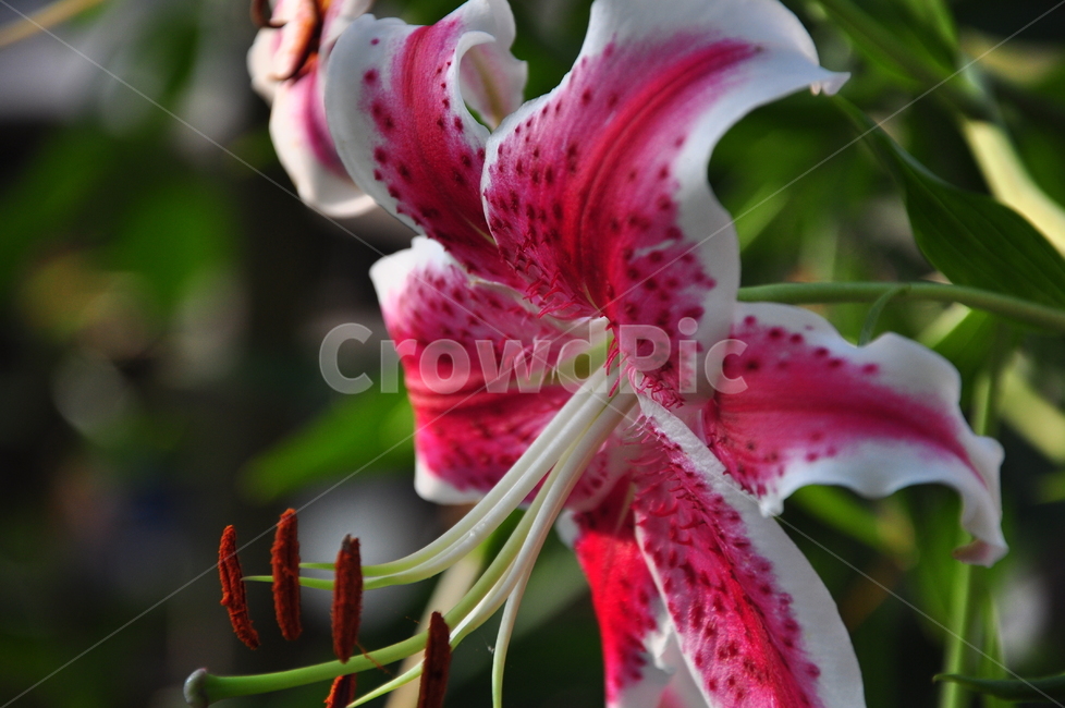 blossom,plant,식물,flower,꽃,오리엔탈백합,백합