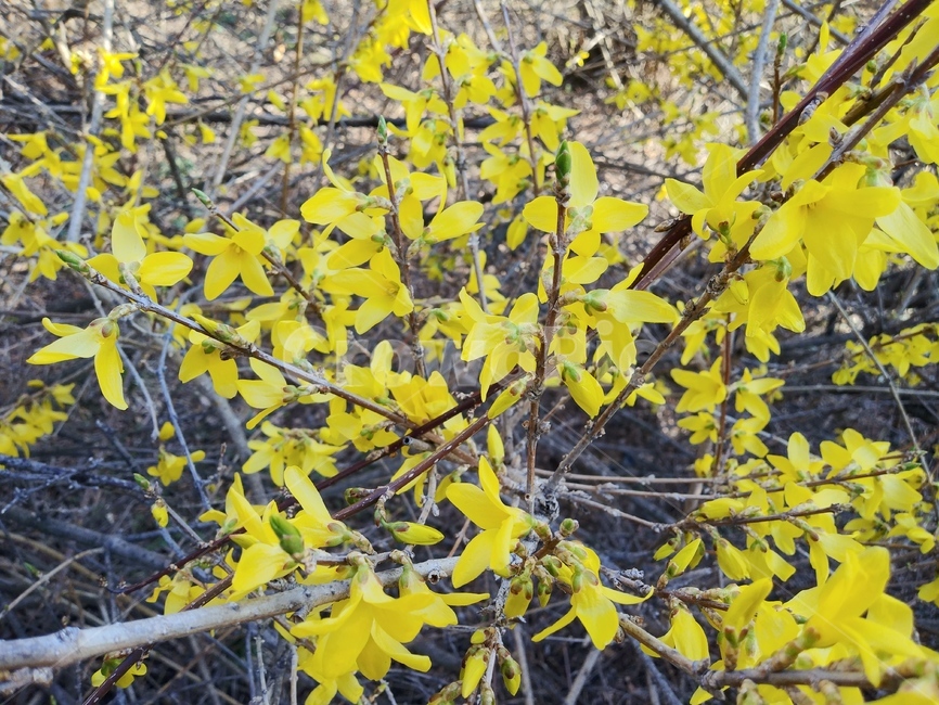 잎,leaf,plant,식물,tree,나무,개나리