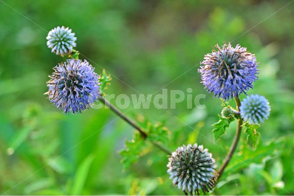 plant,식물,blossom,flower,꽃,절굿대