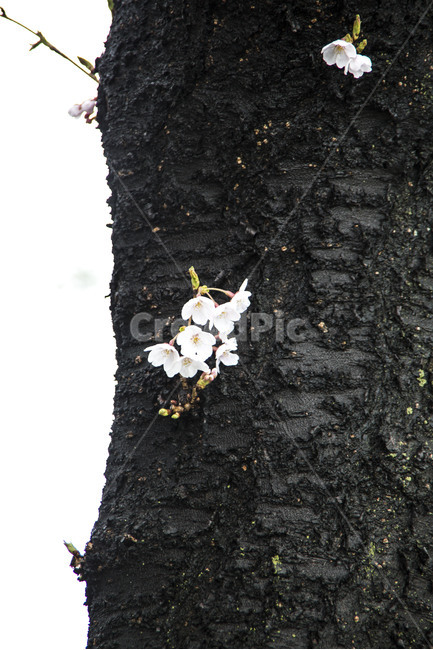 봄,봄비,고목,무늬,감성,봄,계절,spring,season,식물,자연,plants,nature,꽃,flower,나무,trees,wood,plant