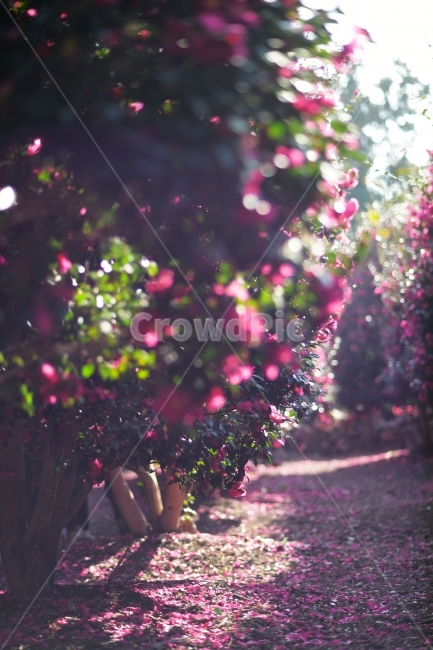 제주,위미리,동백,동백꽃,동백나무,겨울,꽃,식물,자연,plants,nature,꽃,flower,휴식,힐링,rest,relaxation,healing