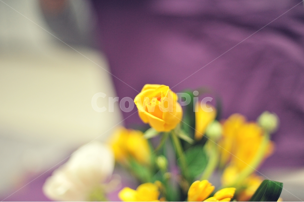 꺾꽂이,꽃,장미,노란장미,식물,장식,꽃꽂이,식물,자연,plants,nature,꽃,flower
