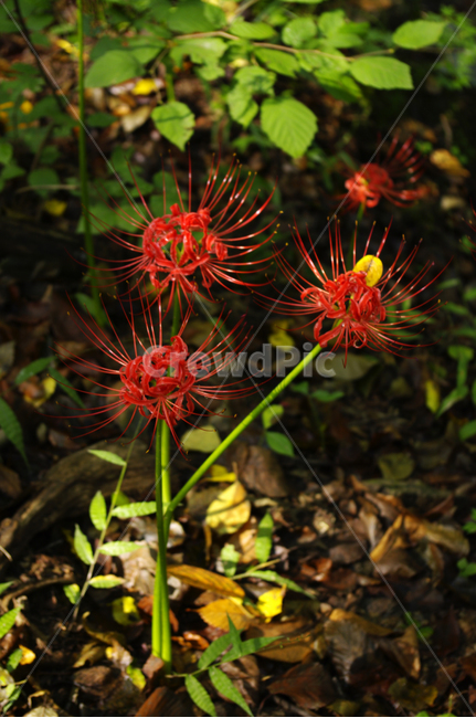 꽃,flower,꽃무릇,식물,color,red,식물,자연,plants,nature,꽃,flower