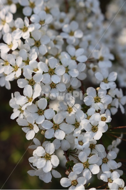꽃,흰색,노란색,빛,flower,white,yellow,light,hana,shiro,kiiro,hikari,봄,계절,spring,season,식물,자연,plants,nature,꽃,flower,plant,blossom