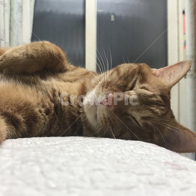 고양이,동물,코리안숏헤어,코숏,잠자는모습,냐옹이,침대,cat,animal,koreanshorthair,sleep