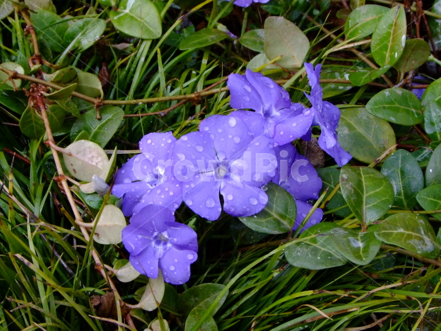 꽃,식물,자연,아름다운,여유,nature,식물,자연,plants,nature,꽃,flower