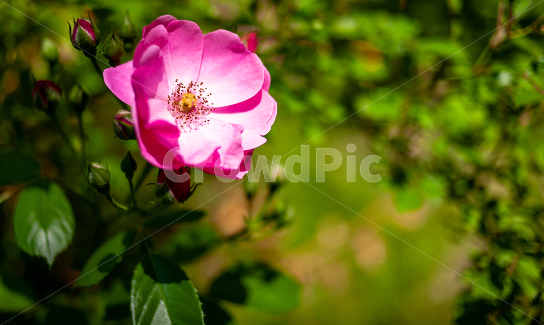 꽃,여름,flower,식물,plant