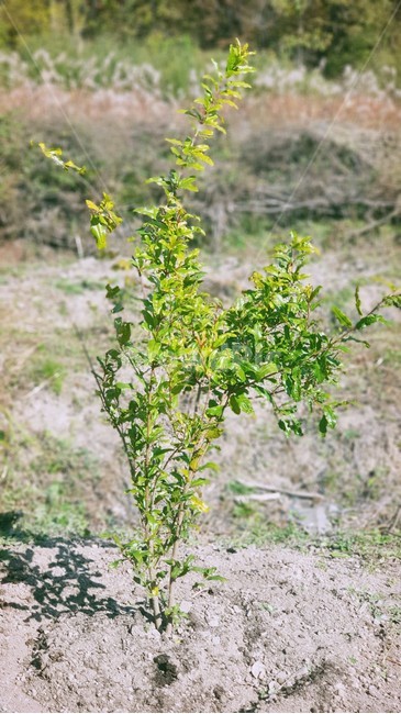 plant,식물,ground,석류나무,유실수,나무,초록색,잎