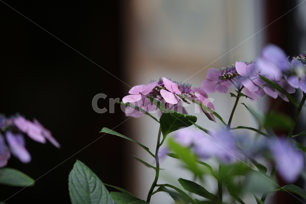수국,Bigleafhydrangea,수국꽃,식물,자연,plants,nature,꽃,flower,장미목,낙엽관목,식물,자연,plants,nature,꽃,flower
