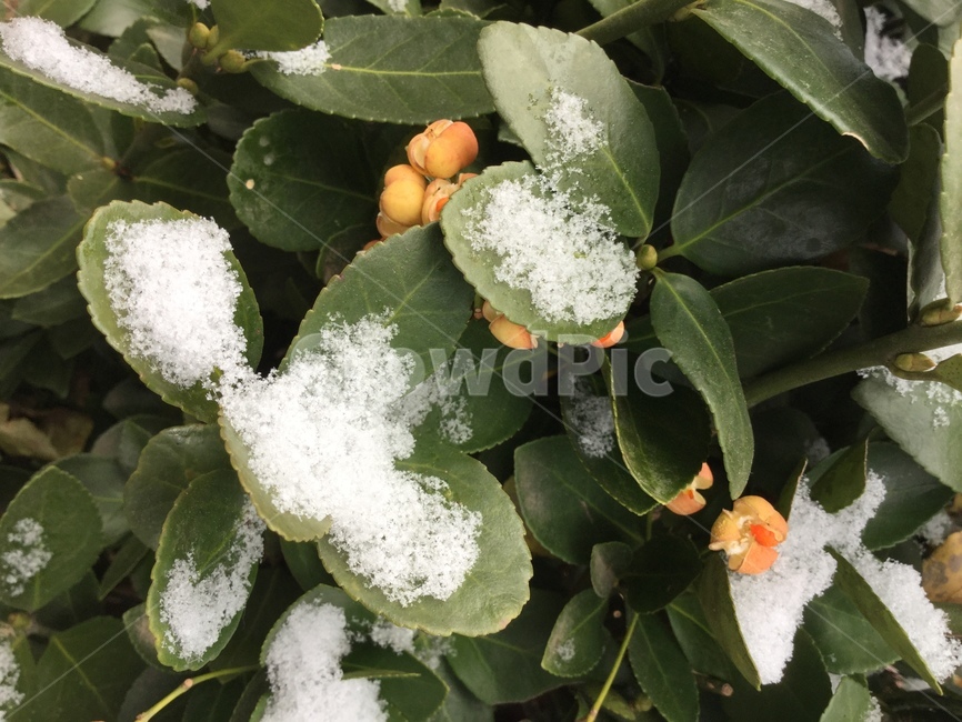 자연,겨울,식물,잎,나무,사철나무,눈,나뭇가지,흰색,녹색,씨눈,nature,winter,plants,leaves,trees,spindletree,stafftree,snow,Branch,white,green,embryo,겨울,계절,winter,season