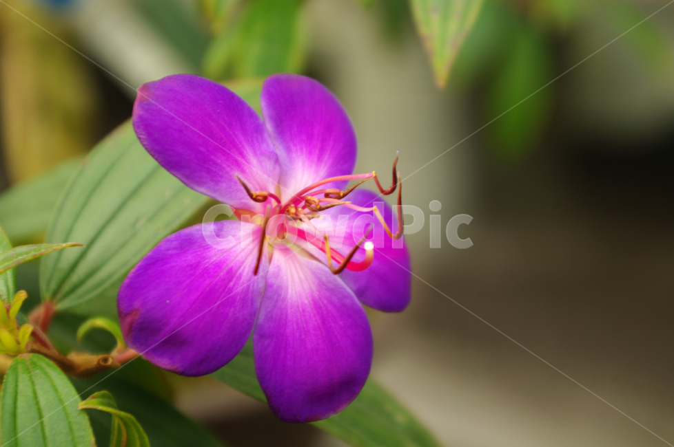 꽃,flower,식물,color,노보단,식물,자연,plants,nature,꽃,flower