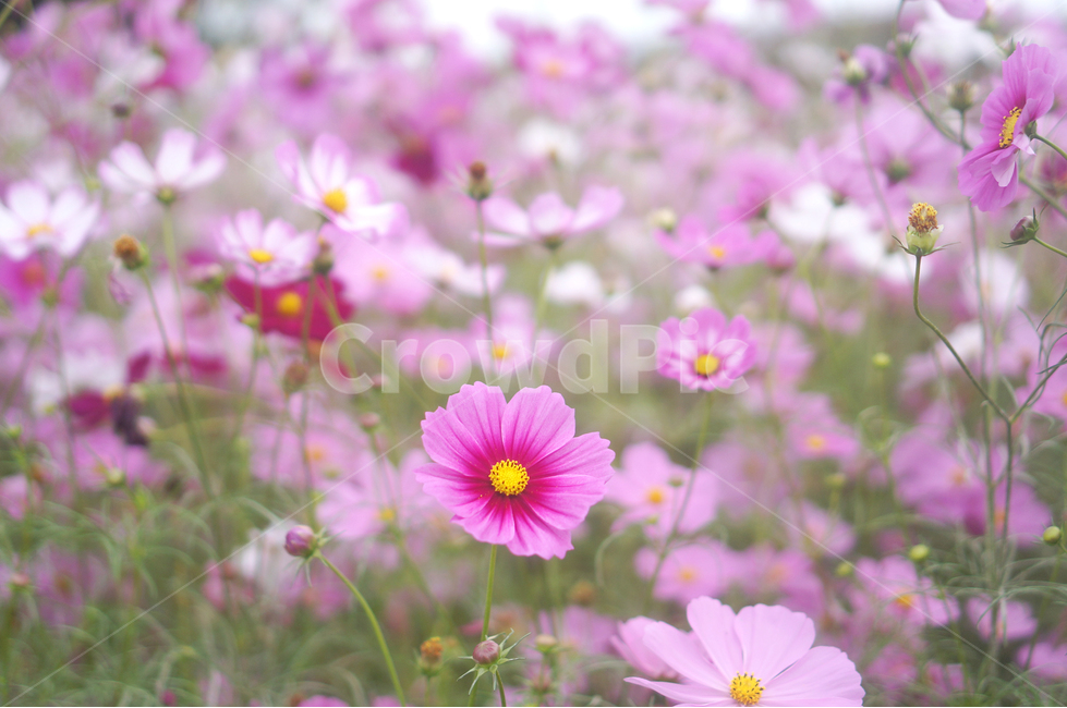 코스모스,가을,꽃,식물,자연,분홍,연분홍,가을,계절,fall,autumn,season,식물,자연,plants,nature,꽃,flower,plant,geranium,제라늄,blossom,petal,꽃잎,spring,봄