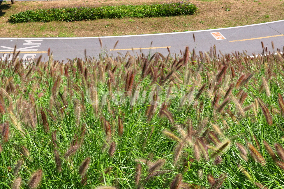 수크령,길갱이,랑미초,식물,벼과,벼과식물,자연,식물,자연,plants,nature