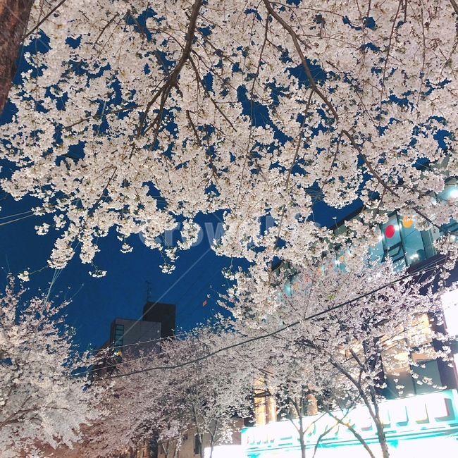 봄꽃,분홍꽃,분홍,봄,꽃,저녁꽃,밤꽃,벚꽃,벚꽃나무
