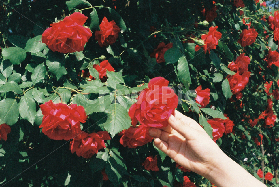 식물,장미,장미꽃,꽃,축제,필름사진,감성,필카,plant,rose,flower,film,식물,자연,plants,nature,꽃,flower,감성,sensible,feeling