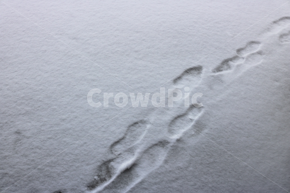 눈,눈길,발자국,겨울,풍경,눈밭,폭설,흰색,흰눈,겨울사진,snow,white,trace,흔적,겨울,계절,winter,season