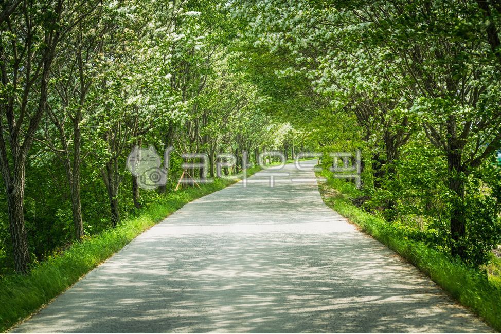 tree,park,korea,rural,poplar,nature,outdoor,forest,road,green,path,countryside,corridor,background,spring,street,season,day,path,poplar road,nature,landscape,scenery