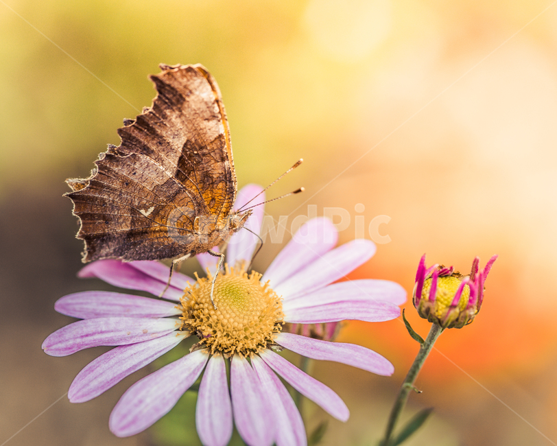 나비,꽃,코스모스,자연,식물,접사,식물원,가을,식물,자연,plants,nature,꽃,flower,동물,animal,곤충,벌레,insect,bug