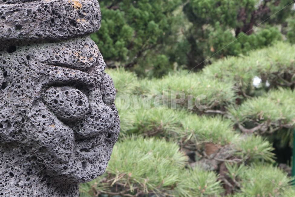 rock,록,vegetation,초목,bush,plant,식물