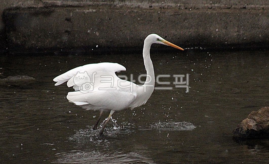 백로,학,두루미,황새,동물,새,물새,학춤,날개,학날개,animal,bird,strok,가금류,하천,동물,animal,조류,새,birds