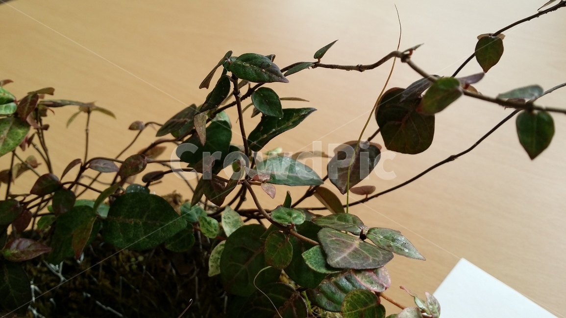 식물,화분,나뭇잎,생명,초록잎,식물,자연,plants,nature