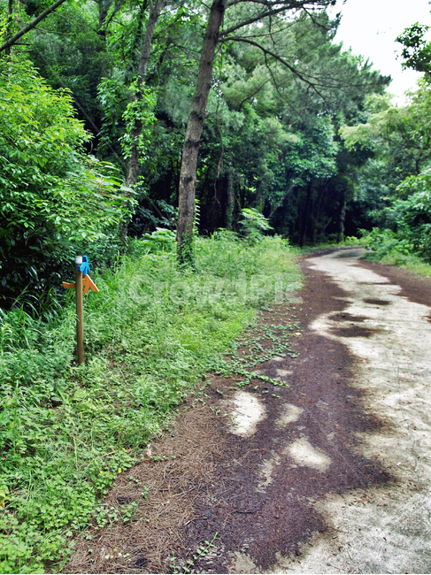 농로,솔숲,제주,올레19코스,올레길,숲길,화살표,표식,자연,풍경,nature,landscape,path,통로