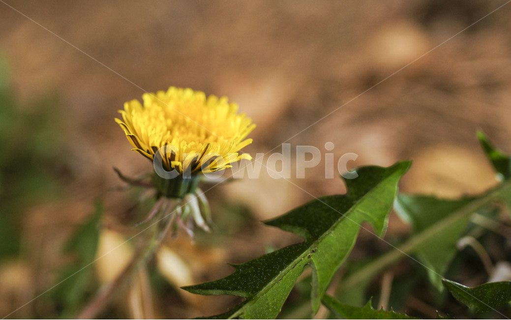 민둘레,홀씨,쌍떡잎식물,초롱꽃,국화과,속씨식물,포공영,봄,계절,spring,season,식물,자연,plants,nature,꽃,flower,plant