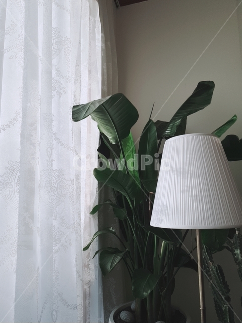 커튼,식물,전등,plant,curtain,잎사귀,레이스,햇빛,분위기,감성,인테리어,실내디자인,interior design