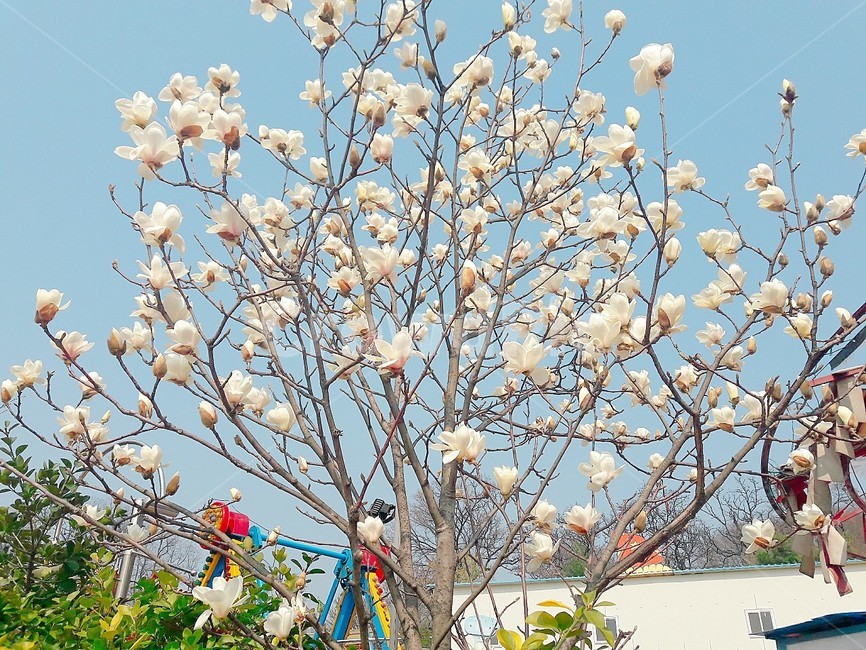 꽃,자연,하늘,목련,나무