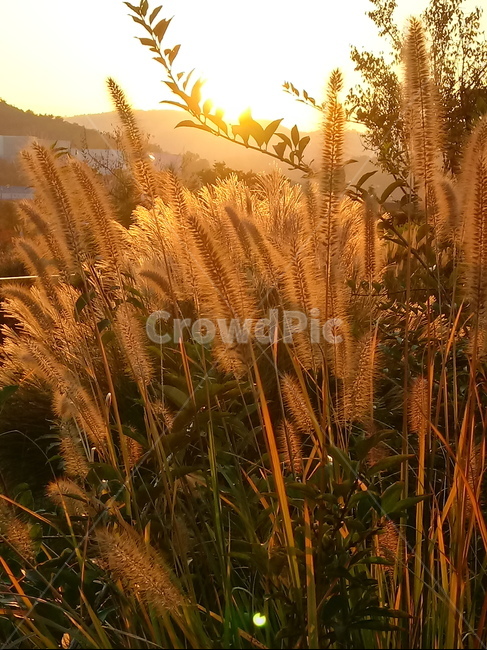 갈대,식물,plant,reed,겸가,여러해살이풀,가을,계절,fall,autumn,season,식물,자연,plants,nature,grass,잔디