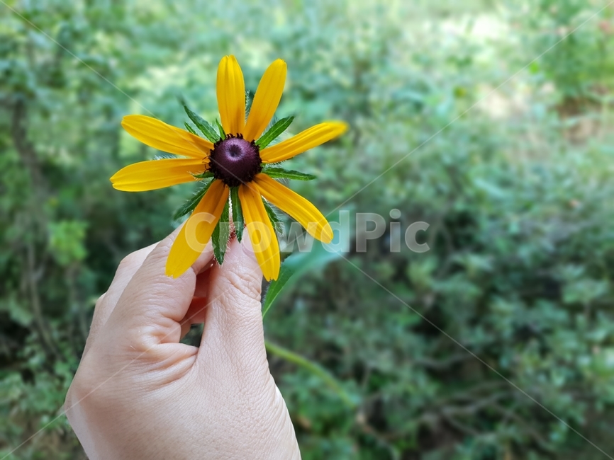 루드베키아,꽃,식물,자연,노랑색,그린,여자손,plants,nature,green,flowers,식물,자연,plants,nature,꽃,flower,사람,인물,인간,human,person,신체일부,몸,body