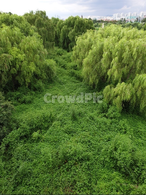 나무,plant,vegetation,잡초,tree,수풀,초목,대지,녹색지대