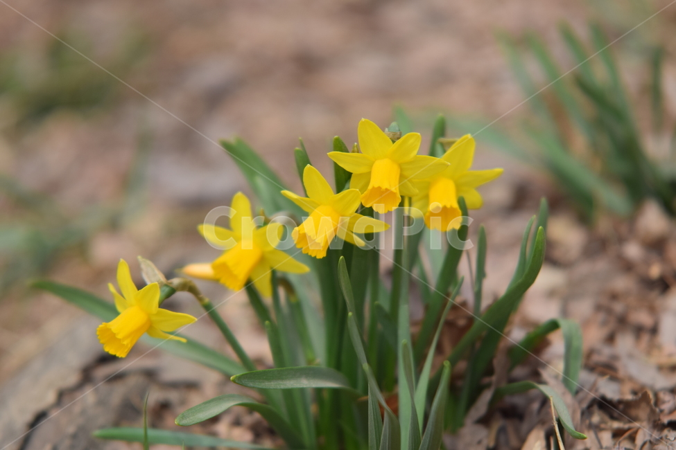 수선화,나팔수선화,노란꽃,꽃,플라워,수선화꽃,flower,daffodil