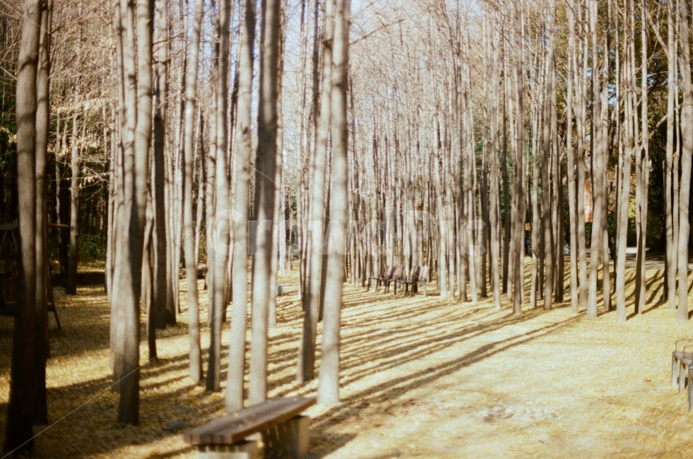 겨울,필름사진,풍경,나무,film,감성사진,계절,아늑한,잔잔한,sensitive,tree,winter,landscape,하늘,조용한,힐링,산책,그림자,햇살,따스함,따뜻한,겨울,계절,winter,season,식물,자연,plants,nature,나무,trees,wood,감성,sensible,feeling