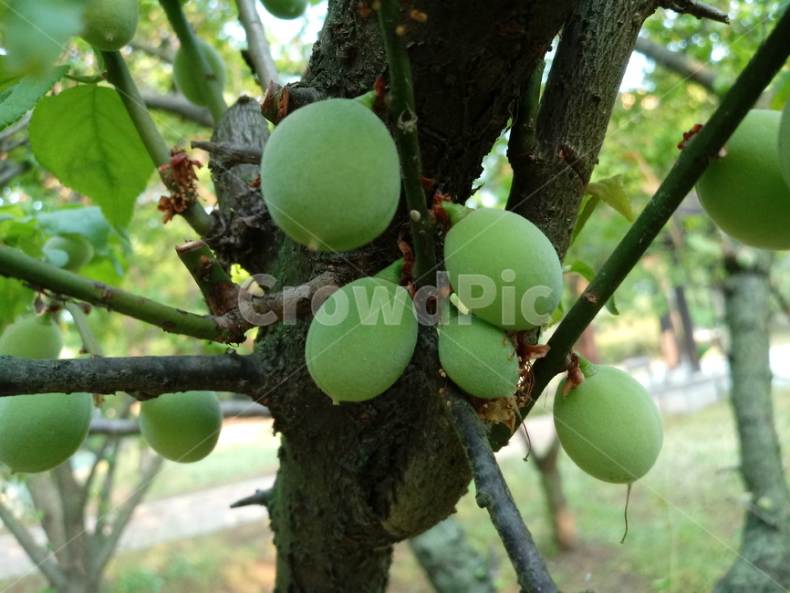 매실,나무,열매,과일,매화나무,농산물,과일,열매,fruit