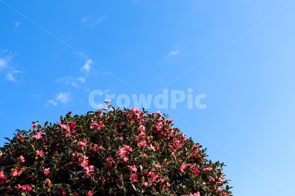 camellia,동백,동백꽃,꽃,flower,sky,하늘,plant,식물,잎,leaf