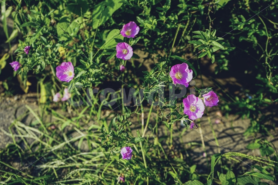 휴식,힐링,꽃,감성사진,식물,봄,여름,식물,자연,plants,nature,꽃,flower