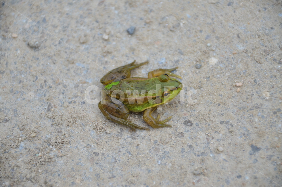 금개구리,개구리,양서류,멸종위기종,복원,동물,animal,파충류,양서류,reptile,amphibian