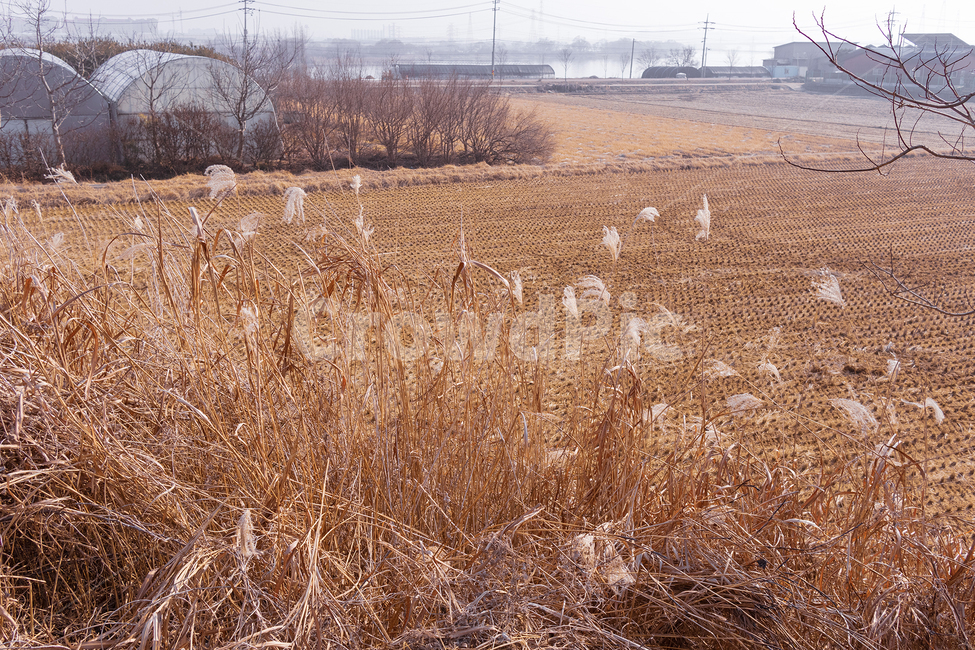 plant,식물,nature,자연,갈대,옥외,landscape,outdoors,식물,자연,plants,nature