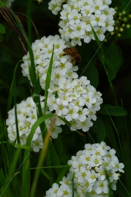 공조팝나무,꽃,플라워,식물,자연,초여름,nature,flower,식물,자연,plants,nature,꽃,flower