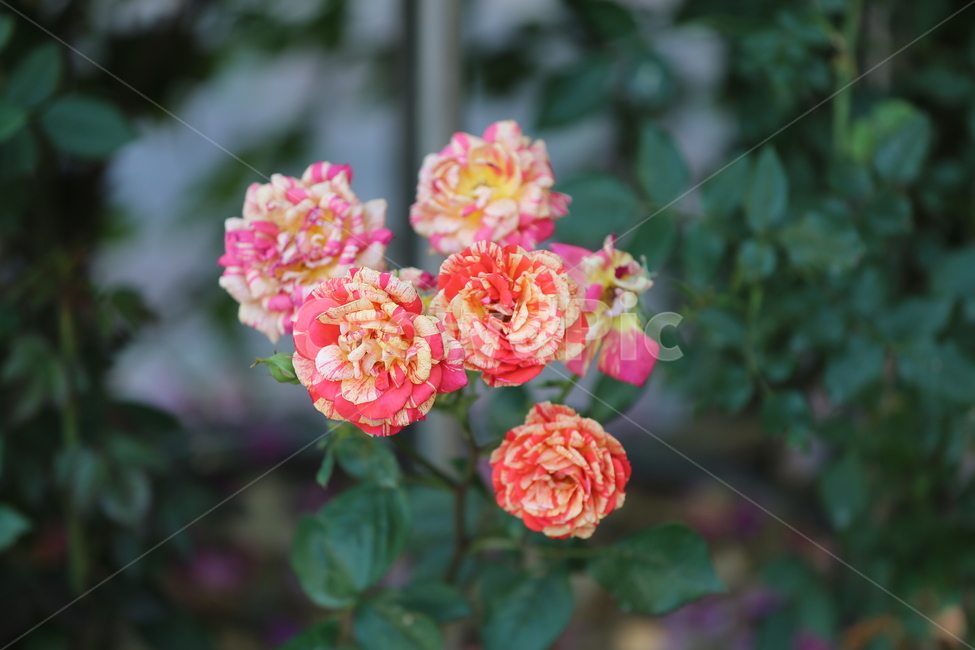 꽃,꽃잎,색,컬러,아름다운,색깔,형형색색,flower,장미,장미공원,식물,자연,plants,nature,꽃,flower