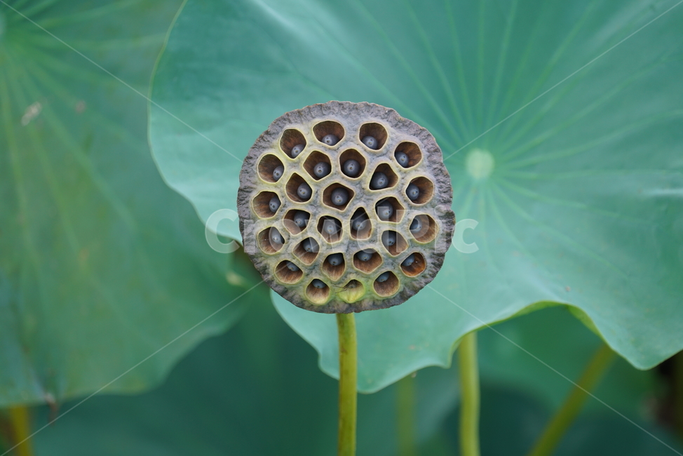 연밥,열매,연꽃의열매,lotusseed,연자육,연꽃씨,plant,식물,식물,자연,plants,nature