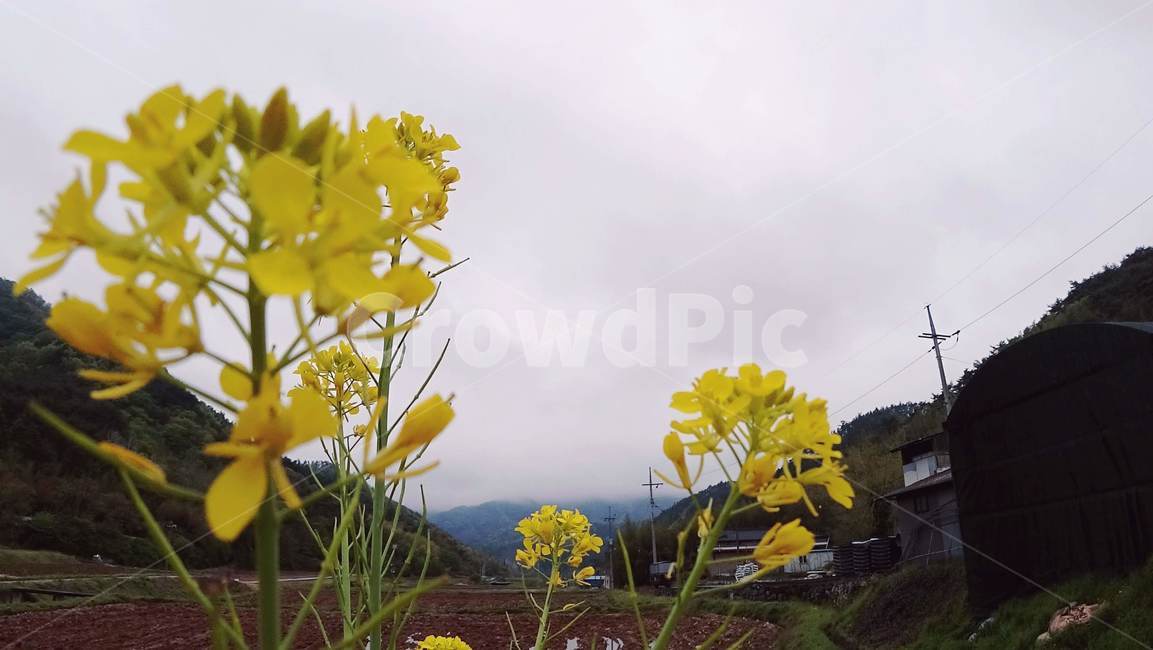 꽃,봄,꽃잎,노란꽃,시골,식물,자연,plants,nature,꽃,flower